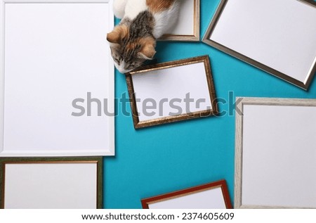 Blank wall frames and cute kitten on blue background