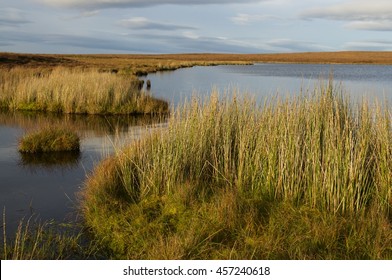 Blanket Bog Peatland Landscape With Islands, Forsinard Scotland/