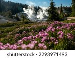 Blanket of Bright Pink Flowers Leads Into Bumpass Hell in Lassen Volcanic National Park