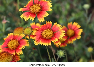 Blanket Flower 