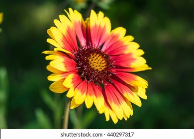 Blanket Flower