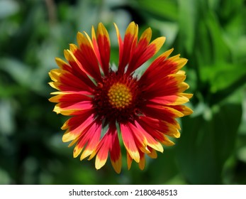 Blanket flower (Gaillardia pulchella) blossom with natural green background. Romantic photo of isolated flower in bloom outdoors. Bright and positive emotion themed image. - Powered by Shutterstock