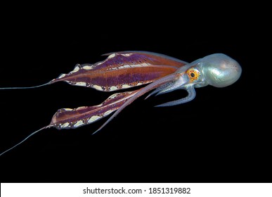 Blanket Octopus Blackwater Diving Underwater Photo