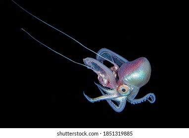 Blanket Octopus Blackwater Diving Underwater Photo