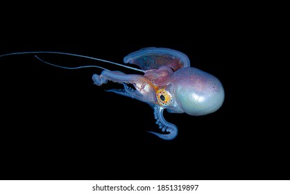 Blanket Octopus Blackwater Diving Underwater Photo