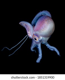 Blanket Octopus Blackwater Diving Underwater Photo