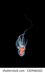 Blanket Octopus During Blackwater Diving 