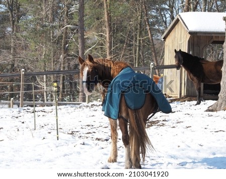 Blanketed horses turned out in the snow