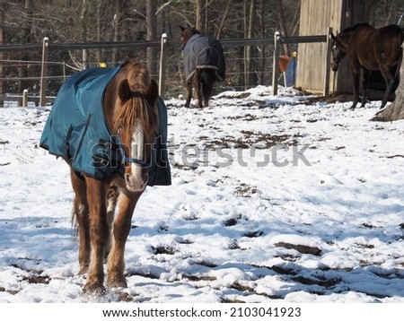 Blanketed horses turned out in the snow