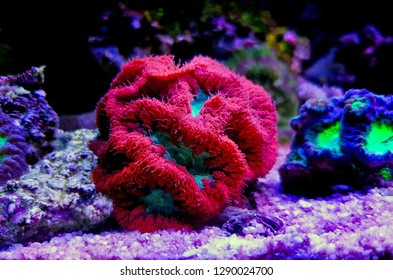 Blastomussa LPS colorful Coral - Blastomussa wellsi