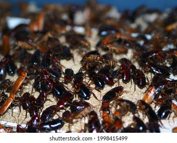 Blatta Lateralis Known Rusty Red Cockroach Stock Photo 1998415499 ...