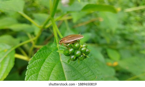 Blattella Asahinai - Asian Cockroach On Weeds