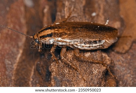 Blattella germanica (the German cockroach), a species of small cockroach. The German cockroach occurs widely in human buildings.