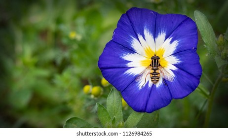 Foto Immagini E Foto Stock A Tema Blume Pflanzen Shutterstock