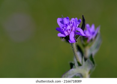 Blumen Images, Stock Photos & Vectors | Shutterstock