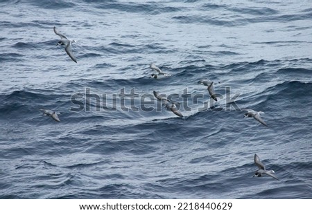 Blauwe Stormvogels en Antarctic Prions vliegend boven de oceaan; Blue Petrel and Antarctic Prions flying above the ocean