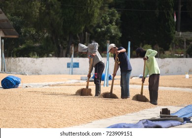 BLAWAN, INDONESIA - JULY 11,2017 : Unidentified village people working at coffee wash coffee beans in dry process,drying method in factory, East Java, Indonesia.