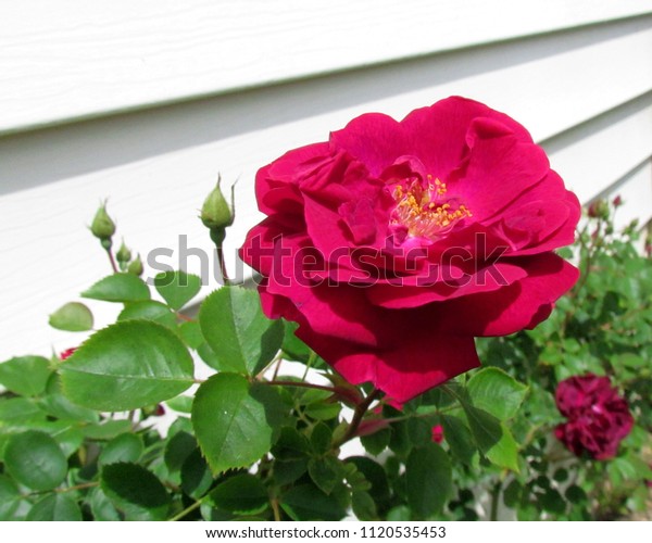 dark red blaze climbing rose