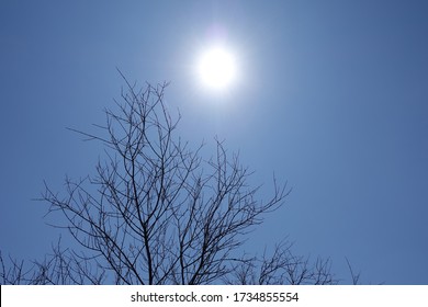 Blazing Hot Sun On Withered Charred Tree Branches Under Clear Blue Sky.