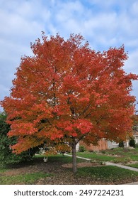 Blazing Red Fall Maple Tree