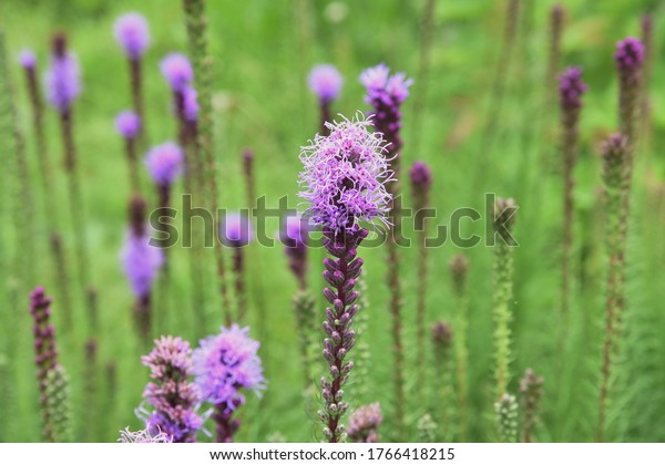 Blazing Star Liatris Spicata Asteraceae Perennial Stock Photo ...