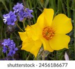 Blazingstar Wildflower at Sierra Vista Open Space Preserve near San Jose, California.  