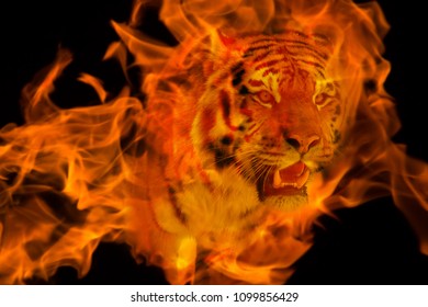 Blazzing tiger over black background. double exposure with fire