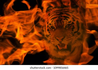 Blazzing tiger over black background. double exposure with fire