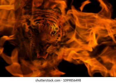 Blazzing tiger over black background. double exposure with fire