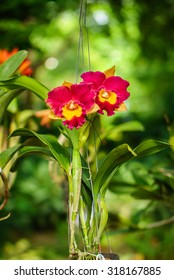 BLC. Rungnapa Fancy No. 1 Cattleya flower. The hybrid orchid is a
cross between BLC. Yen Twentyfour Carat x LC. Mari’s Song.