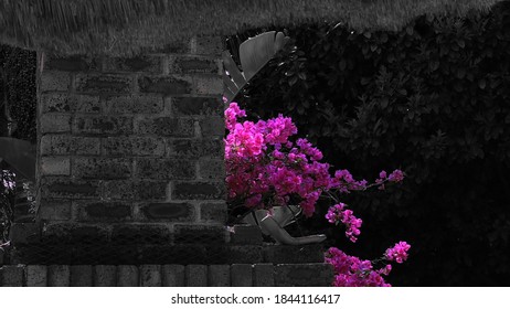 Bleach Bypass Of Pink Flowers Against A Chimney