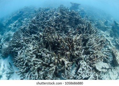 Bleach And Dead Coral Reefs Of Maldives