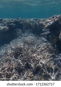 Bleached Coral On The Great Barrier Reef