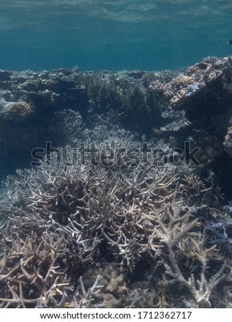 Bleached coral on the great barrier reef Stock photo © 