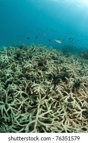 Bleached Coral On A Coral Reef