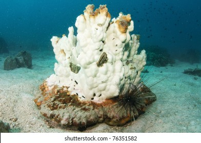 Bleached Coral On A Coral Reef