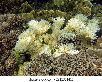 Bleached Coral In Palau, Pacific Island. Increasing Ocean Temperature And Ocean Acidification Caused By Climate Change Make Coral Reefs Difficult To Live.