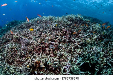 Bleached And Dead Coral Reef Of Maldives