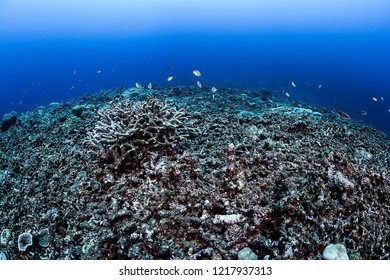 Bleached And Dead Coral Reefs Of Ishigaki, Okinawa Japan Due To Rising Sea Temperatures