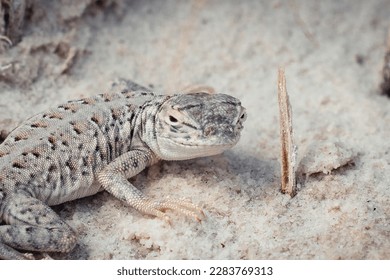 A Bleached Earless Lizard located in White Sands National Park.