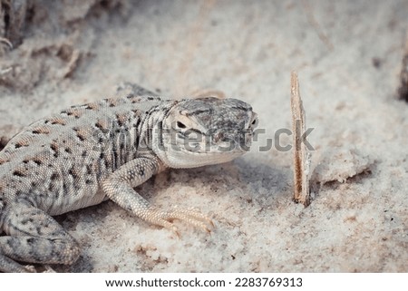 A Bleached Earless Lizard located in White Sands National Park.