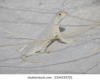                     Bleached Earless lizard in White Sands National Park           