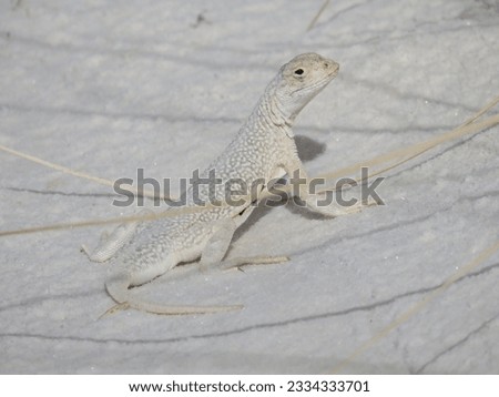                     Bleached Earless lizard in White Sands National Park           