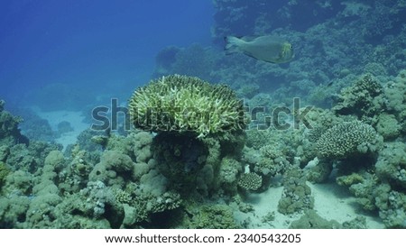 Bleached Hard Table Coral Acropora. Bleaching and death of corals from excessive seawater heating due to climate change and global warming. Decolored corals in Red Sea, Safaga, Egypt