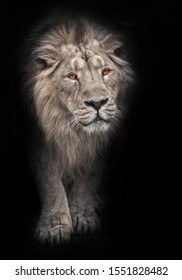 Lion Noir High Res Stock Images Shutterstock