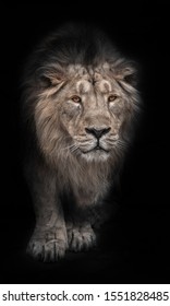 Lion Noir High Res Stock Images Shutterstock