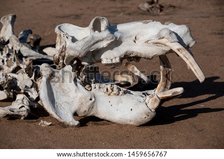 The bleached skull of a hippo lies in the sand where it dies during a savage drought in the Manyeleti Game Reserve in South Africa