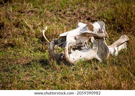 The bleached skull of a Hippopotamus lies in the grass of the Masai Mara, Kenya
