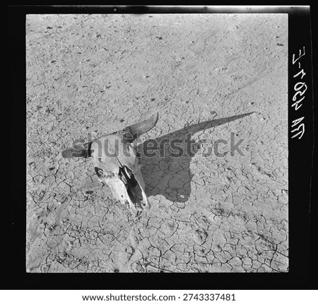 The bleached skull of a steer on the dry sun-baked earth of the South Dakota Badlands. Vintage American black and white photography.