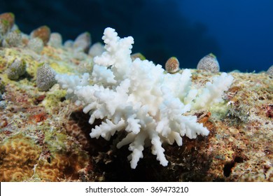 Bleached Stony Coral In The Tropical Reef Of The Maldives 